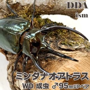 ミンダナオアトラス 成虫 WD♂95mmUP ペア マラグサン産 プレゼント付き dda オオカブト カブトムシ 生体