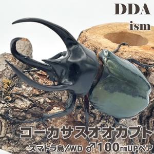 コーカサスオオカブト スマトラ島 WD ♂100mmUP ペア プレゼント付き dda カブトムシ ...