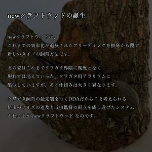 ＼手軽にクワリウム/newクラフトウッド Mサ...の詳細画像5