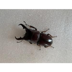 ダイトウヒラタ 成虫 ♂45〜49mm ペア ...の詳細画像3