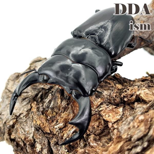 ブータンアンタエウス(ドロカ産) 成虫 大型♂80mmUP ペア プレゼント付き dda クワガタ ...