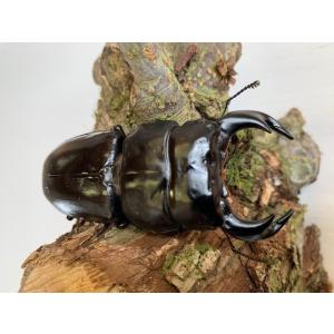 インドアンタエウス (アルナーチャル) 成虫 ...の詳細画像1
