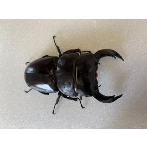 インドアンタエウス (アルナーチャル) 成虫 ...の詳細画像3