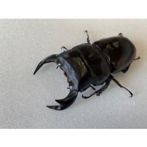 インドアンタエウス (アルナーチャル) 成虫 ...の詳細画像2