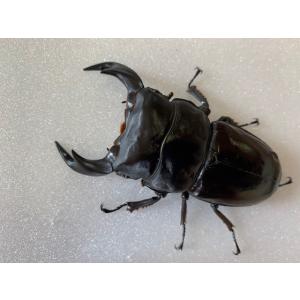 インドアンタエウス (アルナーチャル) 成虫 ...の詳細画像4