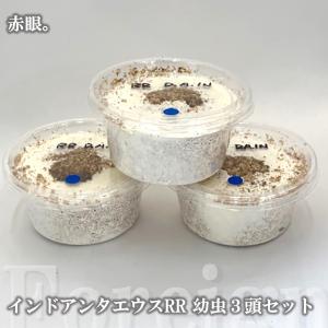 赤眼 インドアンタエウス 幼虫 3匹セット 菌糸...の商品画像