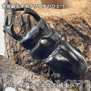 ネパールアンタエウス(コタン産) 成虫 ♂80mmUP ペア プレゼント付き dda クワガタ 生体 オオクワガタ