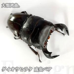 ダイオウヒラタ 成虫 ♂80mmUP ペア プレゼント付き dda クワガタ 生体 ヒラタクワガタ