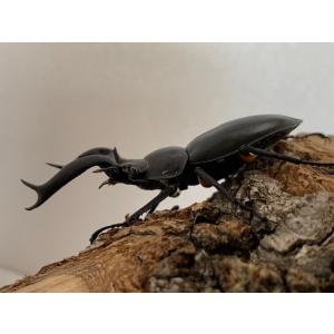 ディディエール・シカクワガタ 成虫 ♂60〜6...の詳細画像1