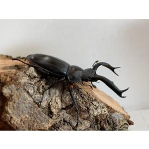 ディディエール・シカクワガタ 成虫 ♂60〜6...の詳細画像2