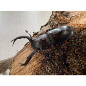 ディディエール・シカクワガタ 成虫 ♂60〜6...の詳細画像3