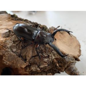 ディディエール・シカクワガタ 成虫 ♂60〜6...の詳細画像4