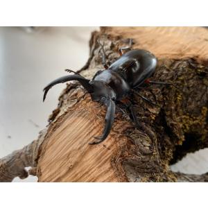 ディディエール・シカクワガタ 成虫 ♂60〜6...の詳細画像5