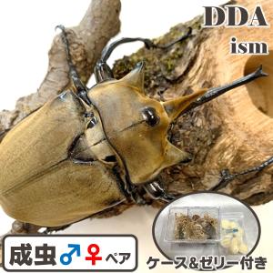 エレファスゾウカブト 成虫 ♂110〜114mm ペア プレゼント付き dda カブトムシ 生体