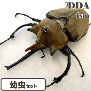 エレファスゾウカブト 1〜2令幼虫 3頭セット dda カブトムシ 生体