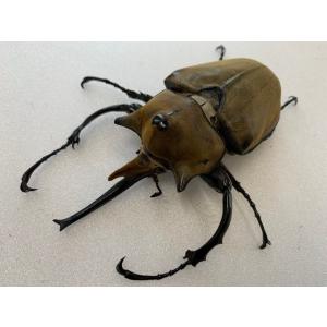 エレファスゾウカブト 1〜2令幼虫 3頭セット...の詳細画像1