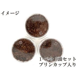 エレファスゾウカブト 1〜2令幼虫 3頭セット...の詳細画像2