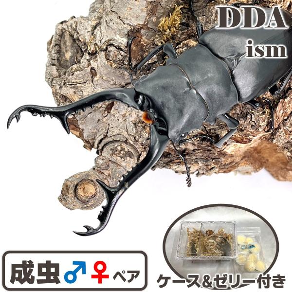 ＼世界最大のクワガタ／ フローレスギラファ 成虫 ♂105mmUP ペア プレゼント付き dda ク...