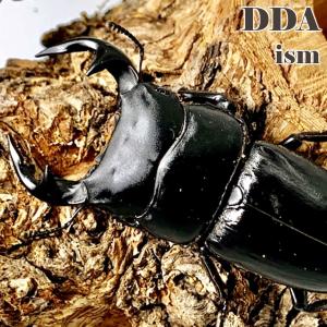 ラオスグランディス オオクワガタ 成虫 ♂65mmUP ペア プレゼント付き dda クワガタ 生体