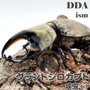 グラントシロカブト 成虫 ペア プレゼント付き dda カブトムシ 生体｜ddaism-yshopping