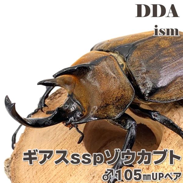 ギアスsspゾウカブト 成虫 ♂105mmUP ペア プレゼント付き dda ゾウカブト カブトムシ...