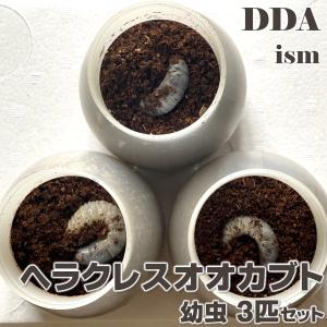 ヘラクレスオオカブト 幼虫 3匹セット dda カブトムシ 生体｜ddaism-yshopping