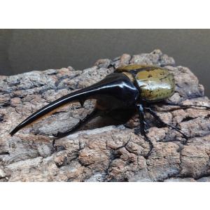 ヘラクレスオオカブト 幼虫 3匹セット dda...の詳細画像1