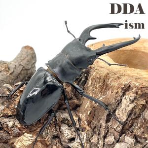 インターメディアツヤクワガタ 成虫 ♂95mmU...の商品画像