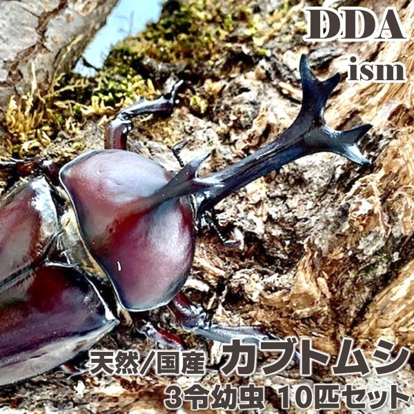 天然 国産 カブトムシ 3令 幼虫 10匹 セット dda 生体