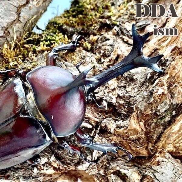 天然 国産 カブトムシ 3令 幼虫 100匹 セット dda 生体