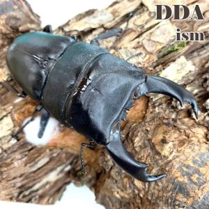 大型血統 キングテイオウ ヒラタ成虫 大型♂95mmUP ペア プレゼント付き dda クワガタ 生体 ヒラタクワガタ