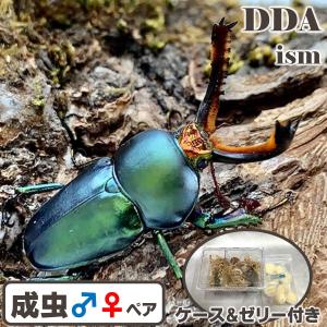 ＼天然/美麗種／ パプアキンイロクワガタ 成虫 ♂45mmUP ペア (アルファック産)プレゼント付き dda クワガタ 生体