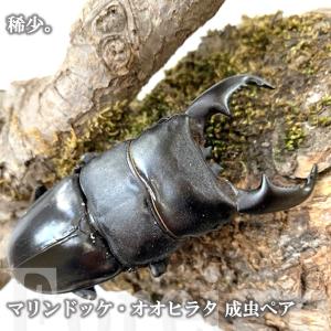 マリンドッケ・オオヒラタ 成虫 ♂85〜89mm...の商品画像