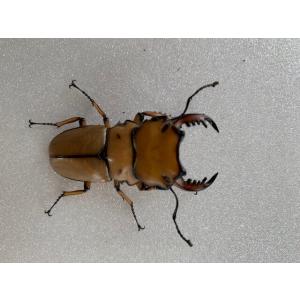 メンガタメリー 成虫 ♂ML ペア プレゼント...の詳細画像1