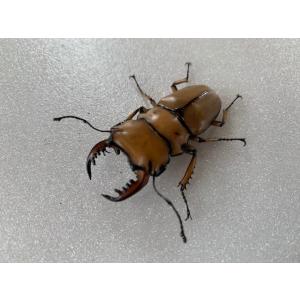メンガタメリー 成虫 ♂ML ペア プレゼント...の詳細画像2
