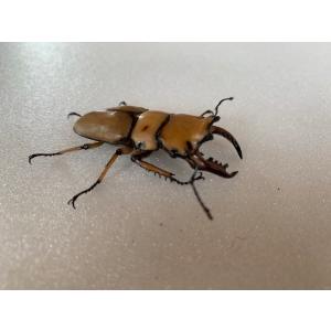 メンガタメリー 成虫 ♂ML ペア プレゼント...の詳細画像3