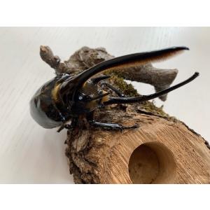 ネプチューンオオカブト 成虫 ♂110〜114...の詳細画像2