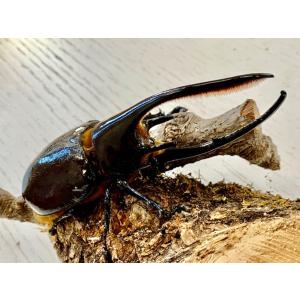 ネプチューンオオカブト 3令 幼虫 ♂♀ ペア...の詳細画像2