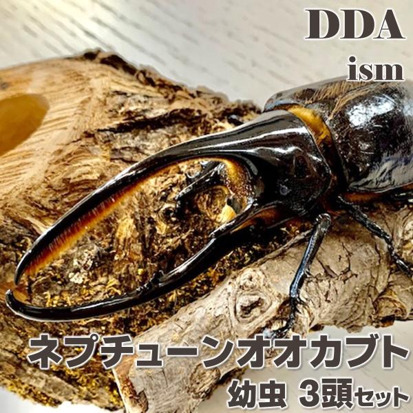 ネプチューンオオカブト 1〜2令幼虫(3頭セット) dda カブトムシ 生体