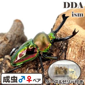 世界で最も美しいクワガタ ニジイロクワガタ 成虫 ♂55〜59mm ペア プレゼント付き dda クワガタ 生体｜DDAism ヤフー店