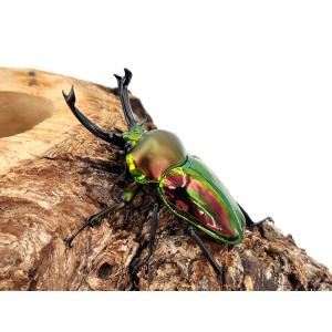 (♂60〜64mmペア) 世界で最も美しいクワ...の詳細画像3