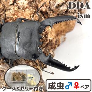 ＼シリアルカード付き OAGARIパラワン／ OAGARIパラワン114.1ライン〜 ♂106.9-34.4-34.4mm ♀49mm(OAGARI) パラワンオオヒラタ dda プレミアム