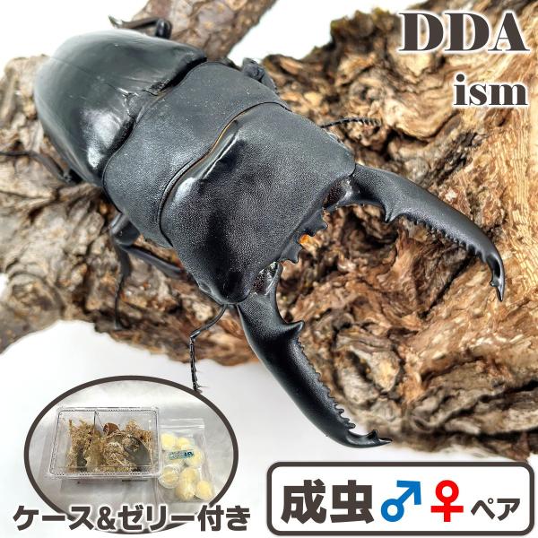＼人気種／ パラワンオオヒラタ成虫 ♂80〜84mm ペア プレゼント付き dda クワガタ 生体