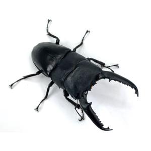 ＼人気種/ 大型血統 パラワンオオヒラタ成虫 ...の詳細画像2