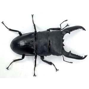 ＼人気種/ 大型血統 パラワンオオヒラタ成虫 ...の詳細画像5