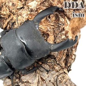天然特大 西ペレン・オオヒラタ ♂100.3mm...の商品画像