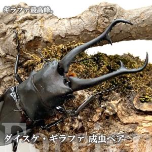 ＼人気種／ ダイスケ・ギラファ 成虫 ♂90〜94mm ペア プレゼント付き dda クワガタ 生体 ギラファノコギリ