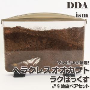 ヘラクレスオオカブト 幼虫 ♂♀ ペア + ラクぼっくすワイド・マット セット dda ヘラクレス カブトムシ 生体 飼育セット｜DDAism ヤフー店