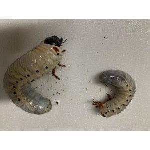 ヘラクレスオオカブト 3令 幼虫 ♂♀ ペア ...の詳細画像2