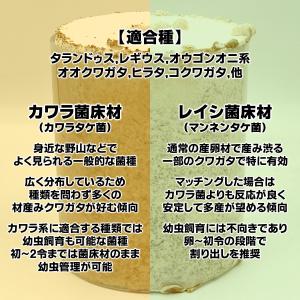 アベレージ1本 20個採卵 レイシ菌床材L 加...の詳細画像5